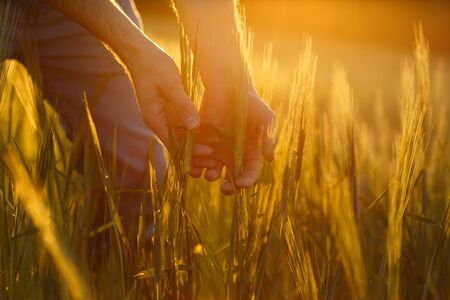 Farmer's hands examining crops in the sunset lightの写真素材