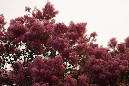 Branch of lilac flowers with the leavesの写真素材