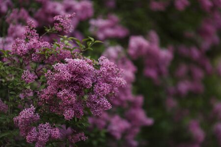 Branch of lilac flowers with the leavesの写真素材