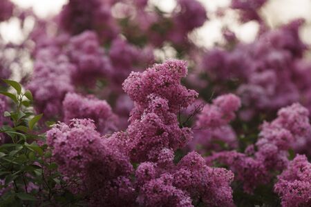 Branch of lilac flowers with the leavesの写真素材