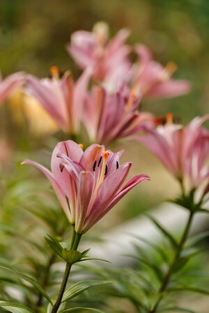 Pink lilies blossomed in the spring garden on Womens Dayの写真素材