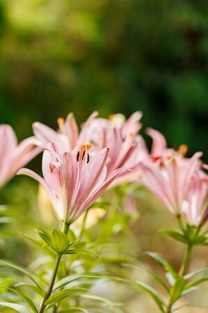 Pink lilies blossomed in the spring garden on Womens Dayの写真素材
