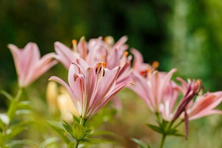 Pink lilies blossomed in the spring garden on Womens Dayの写真素材