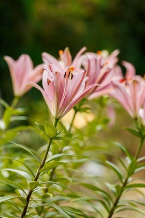 Pink lilies blossomed in the spring garden on Womens Dayの写真素材