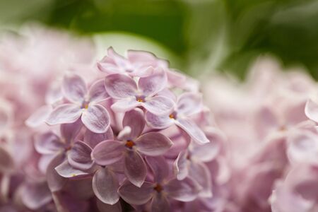Branch of lilac flowers with the leaves for Women's Day, March 8の写真素材