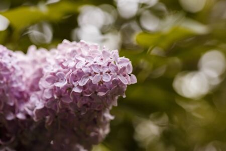 Branch of lilac flowers with the leaves for Women's Day, March 8の写真素材