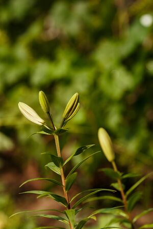 Unopened buds of the Lily in the spring garden, Ukraineの写真素材