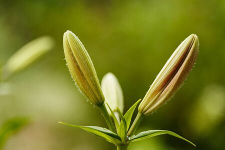 Unopened buds of the Lily in the spring garden, Ukraineの写真素材