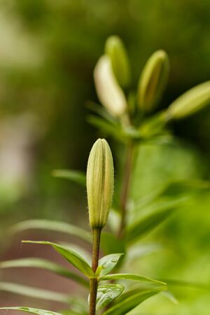 Unopened buds of the Lily in the spring garden, Ukraineの写真素材