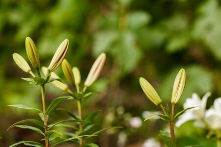 Unopened buds of the Lily in the spring garden, Ukraineの写真素材