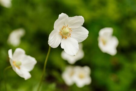 White Anemone sylvestris blossoming on green blurry bokeh background in the spring garden.の写真素材