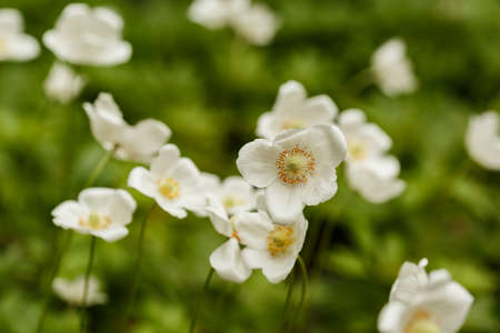 White Anemone sylvestris blossoming on green blurry bokeh