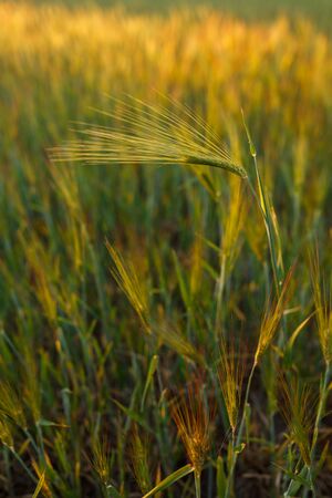 Fresh ears of young green wheat, Green wheat field in sunny day.の写真素材