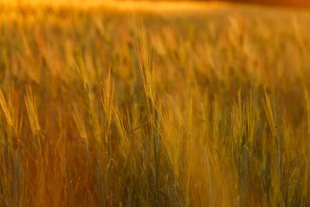 Young green wheat seedlings growing on a field. Agricultural field on which grow immature young cereals, wheat. Wheat growing in soil. Close up on sprouting rye on a field in sunset.の写真素材