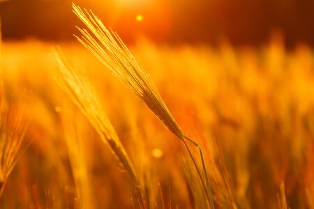 Young green wheat seedlings growing on a field. Agricultural field on which grow immature young cereals, wheat. Wheat growing in soil. Close up on sprouting rye on a field in sunset.の写真素材
