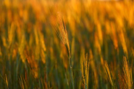 Young green wheat seedlings growing on a field. Agricultural field on which grow immature young cereals, wheat. Wheat growing in soil. Close up on sprouting rye on a field in sunset.の写真素材