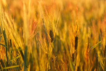Young green wheat seedlings growing on a field. Agricultural field on which grow immature young cereals, wheat. Wheat growing in soil on a sunny day.の写真素材