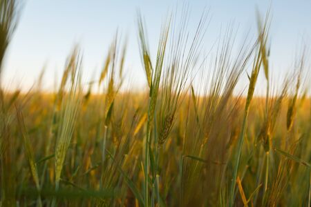Young green wheat seedlings growing on a field. Agricultural field on which grow immature young cereals, wheat. Wheat growing in soil on a sunny day.の写真素材