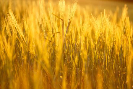 Ripe wheat on the field in golden glow of evening sun.の写真素材