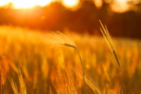 Barley field in golden glow of evening sun.の写真素材