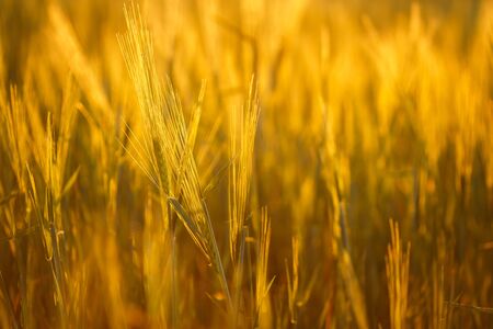 Barley field in golden glow of evening sun.の写真素材