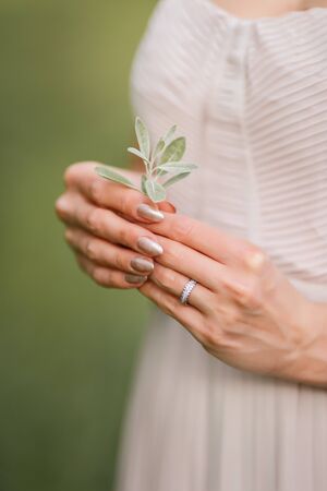 Olive leaves in female hands. Hands of the bride. Wedding in Montenegroの写真素材