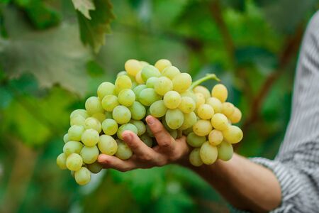 Farmers Hands with Freshly Harvested white grapes. Farmer Hands Picking Grape.の写真素材