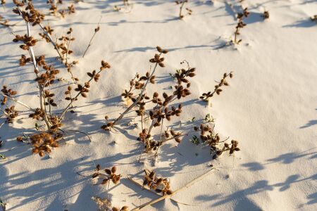 Dry spines on white sand in the desert.の写真素材