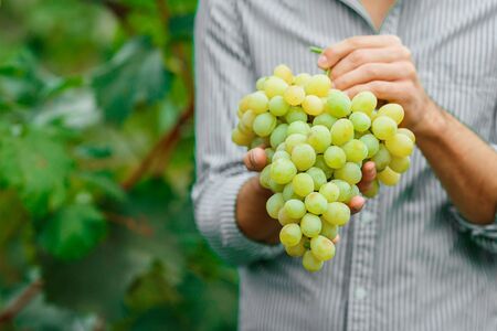 Farmers Hands with Freshly Harvested white grapes. Farmer Hands Picking Grape.の写真素材