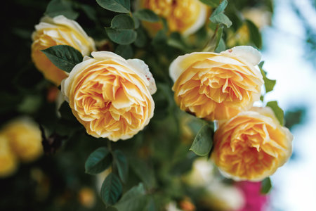 Bushes of very beautiful yellow roses. Flowering time, natural flower fence. Gardening, plants for landscape design.の写真素材