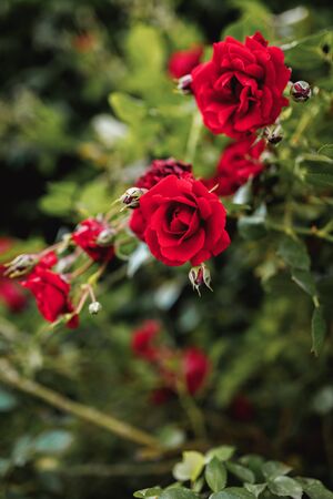 Bushes of red or scarlet roses. Flowering time, natural flower fence. Gardening, plants for landscape design.の写真素材