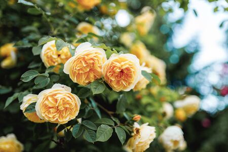 Bushes of very beautiful yellow roses. Flowering time, natural flower fence. Gardening, plants for landscape design.の写真素材