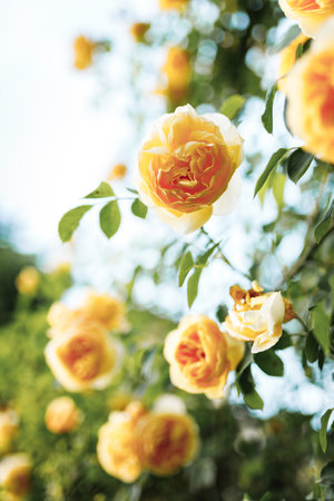 Bushes of very beautiful yellow roses. Flowering time, natural flower fence. Gardening, plants for landscape design.の写真素材
