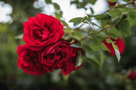 Bushes of red or scarlet roses. Flowering time, natural flower fence. Gardening, plants for landscape design.の写真素材