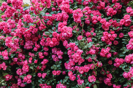 Bushes of pink roses. Flowering time, natural flower fence. Gardening, plants for landscape design.の写真素材