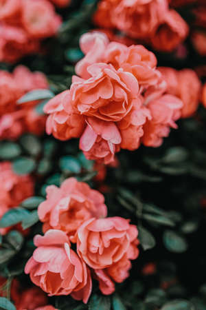 Bushes of pink roses. Flowering time, natural flower fence. Gardening, plants for landscape design.の写真素材