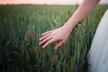 Womans hand touch young wheat in the sunset lightの写真素材