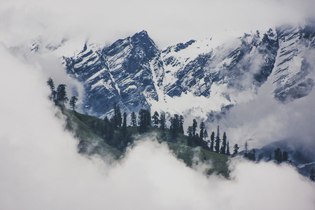 Forest in clouds.の写真素材
