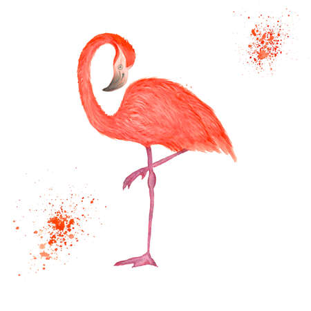 Beautiful Watercolor Realistic Flamingo Staying On One Leg illustration For Your Designの写真素材