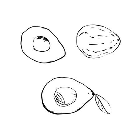 Vector illustration of a colored avocado on a white isolated background. Shop sketch, banner, menu. Black and white outline. EPS 10のイラスト素材