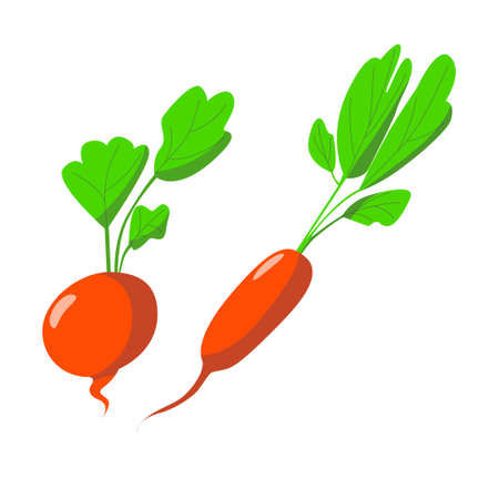 Cartoon vector radish set. Color fashion illustration.のイラスト素材