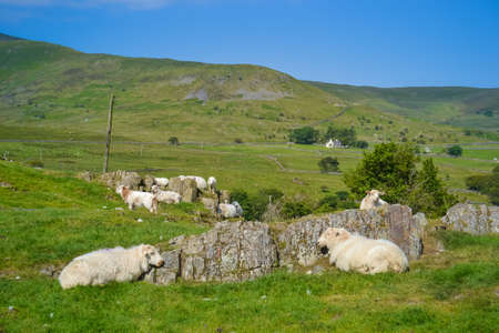 Sheep on a green field resting under the sunの写真素材