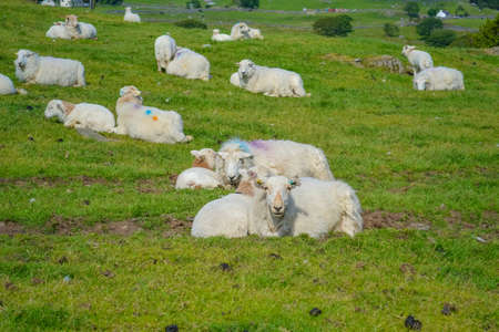 Sheep on a green field resting under the sun