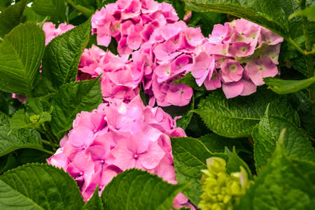 Hydrangea - flowering plant that belongs to the hydrangea family.の写真素材