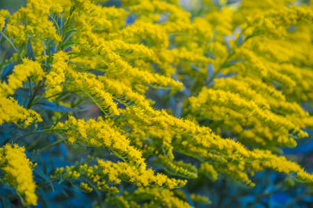 Goldenrod is a perennial herbal plant that is actively used in medicine for various tinctures, teas and other medical purposes.の写真素材