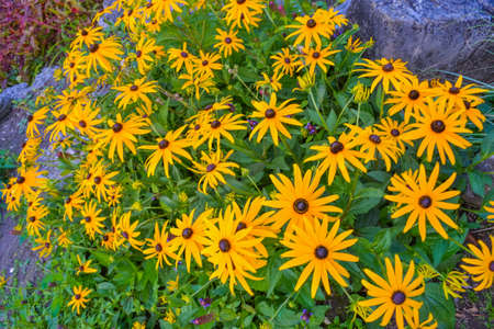 Bright autumn yellow flowers with a black centerの写真素材