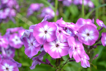Phlox - bright and delicate summer garden flowersの写真素材