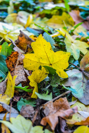 Beautiful autumn leaves. bright yellow, red, green. magical season in Ukraine when nature shines and burns with different colorsの写真素材