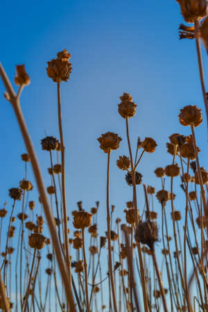 Dry stems of flowers against the skyの写真素材