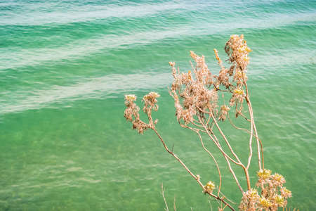 Dry stems of flowers against the seaの写真素材